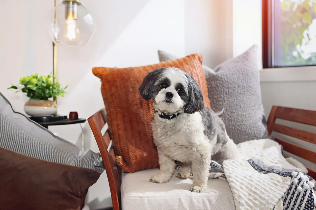 A fluffy dog sits on a cozy, pillow-filled bench near a window. A lamp and small plant decorate the corner beside it.