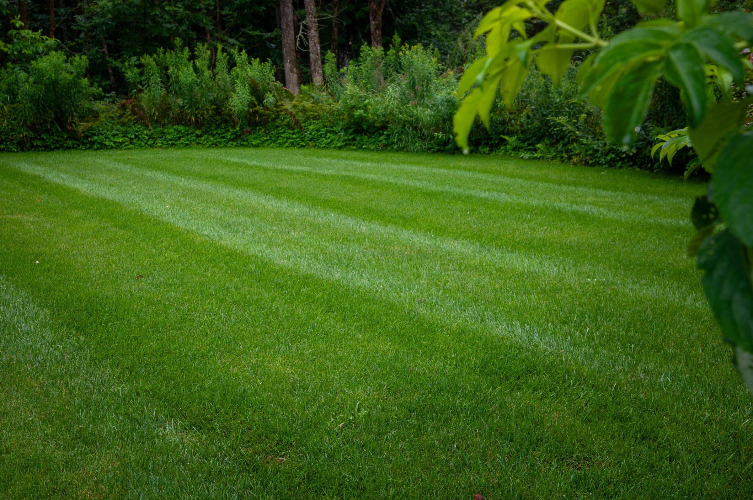 Lush, green lawn with striped mowing pattern, surrounded by dense trees and foliage, creating a serene garden atmosphere. No people or landmarks.