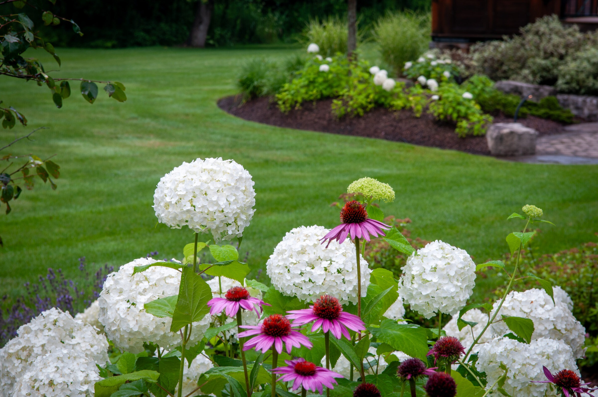 Lush garden with vibrant white hydrangeas and purple coneflowers amid well-maintained green lawn and trees in the background. No landmarks visible.