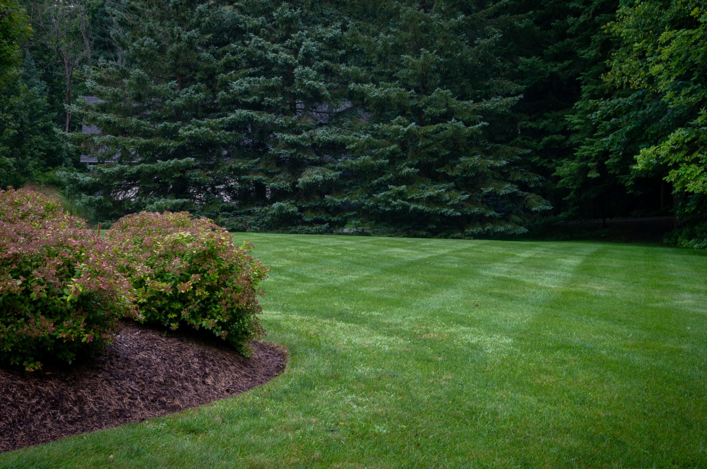 A lush green lawn is bordered by neatly trimmed bushes and tall trees, creating a serene, verdant natural setting without any structures.