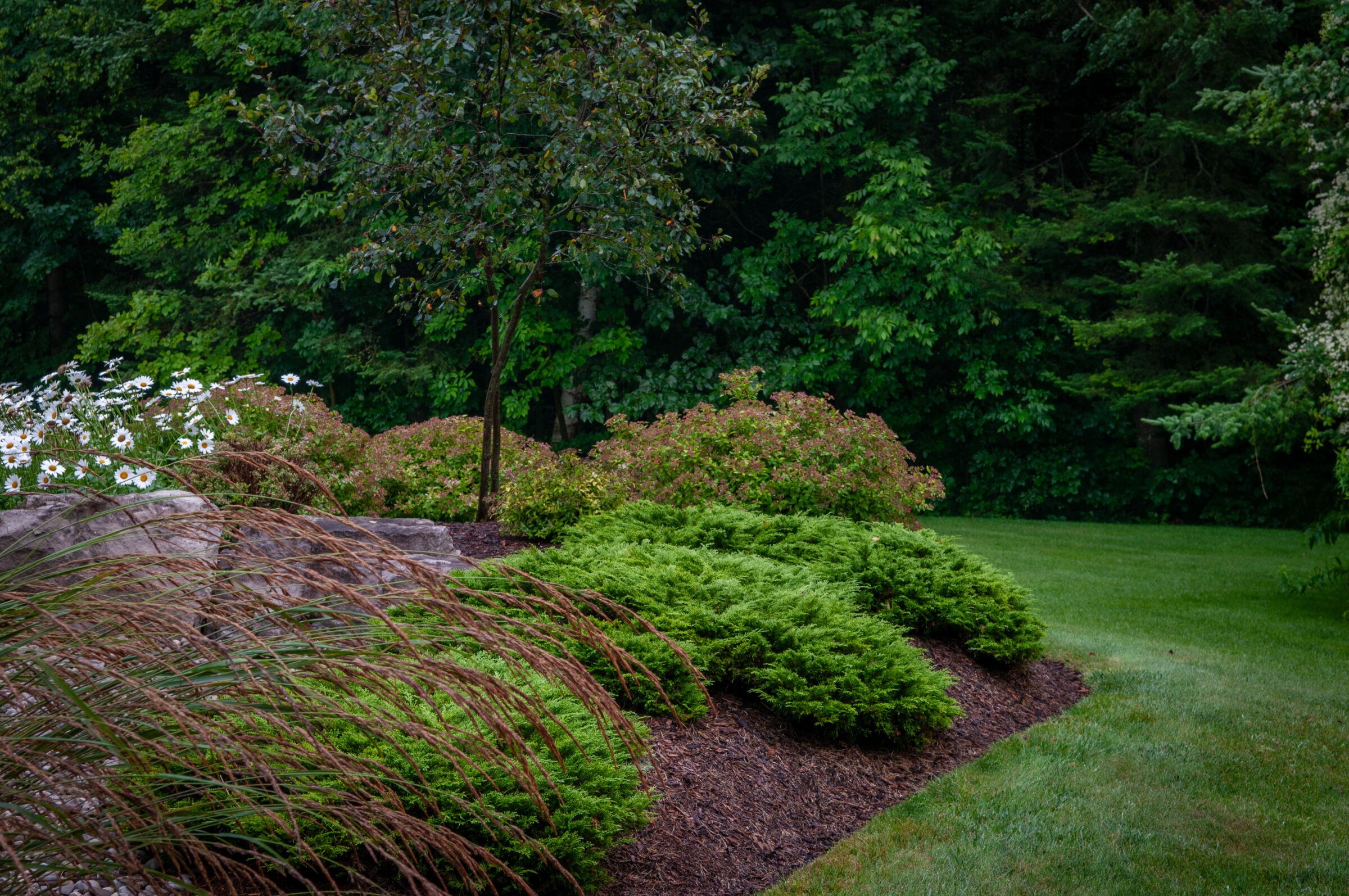 A lush garden features vibrant green shrubs, a small tree, and white flowers, set against a dense forest backdrop.