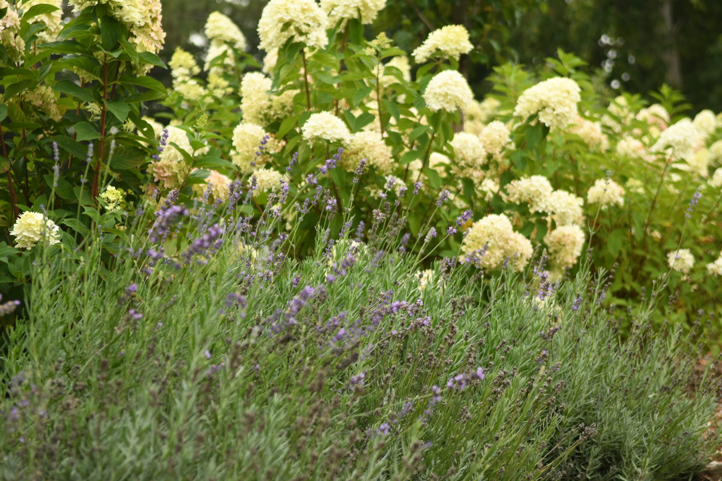 Lush garden featuring blooming lavender and hydrangeas in full bloom, creating a serene and vibrant natural setting.