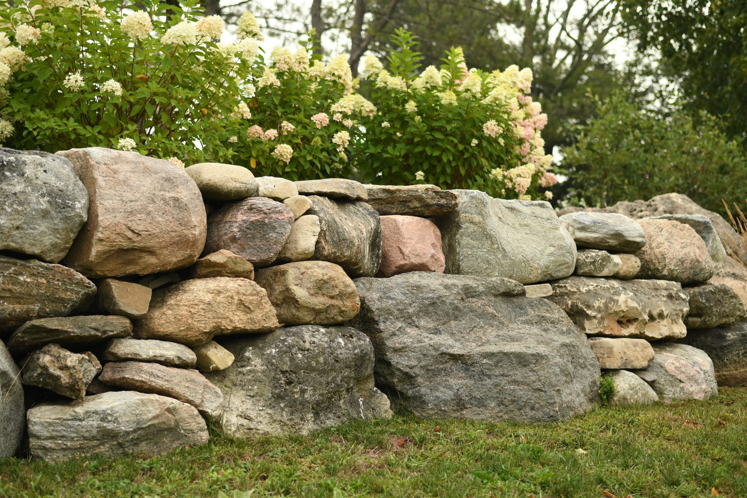 A rustic stone wall borders blooming hydrangeas, set against a backdrop of trees. The scene evokes a serene, natural garden setting.