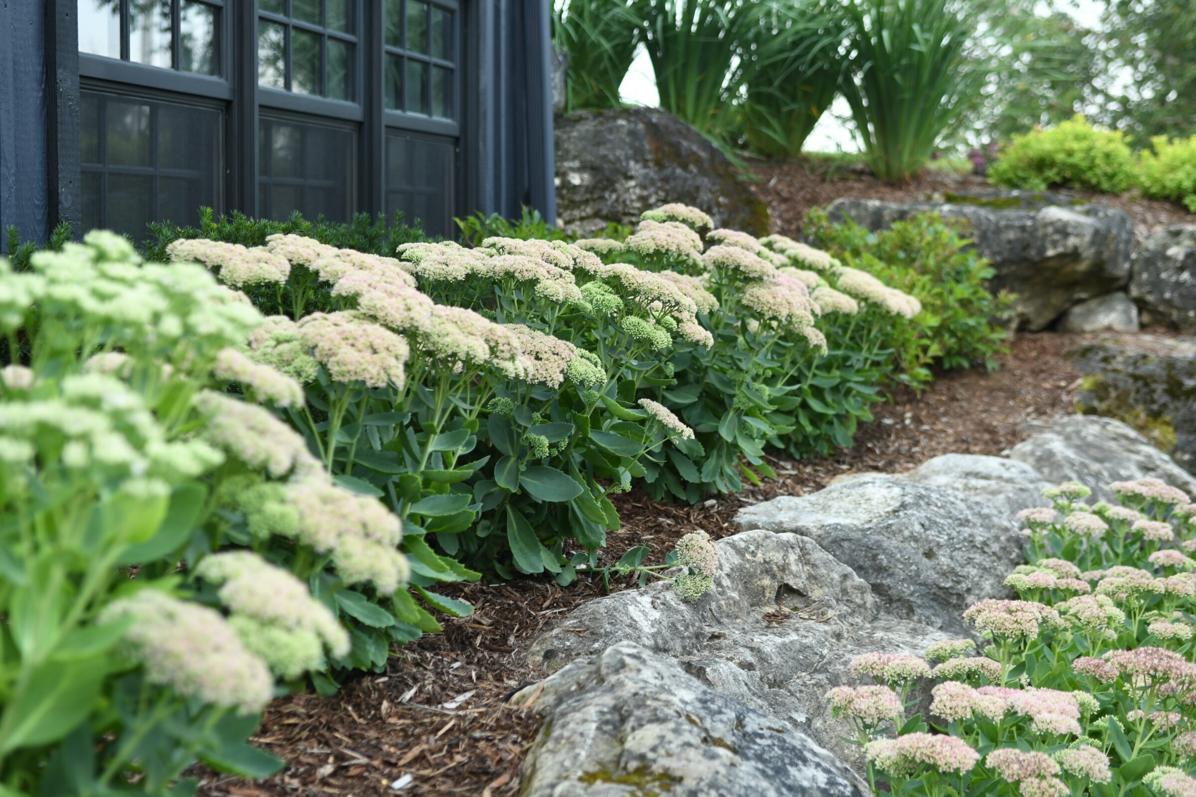 Lush garden with blooming sedum plants beside a building's dark windows, framed by rocks and mulch, creating a serene outdoor setting.