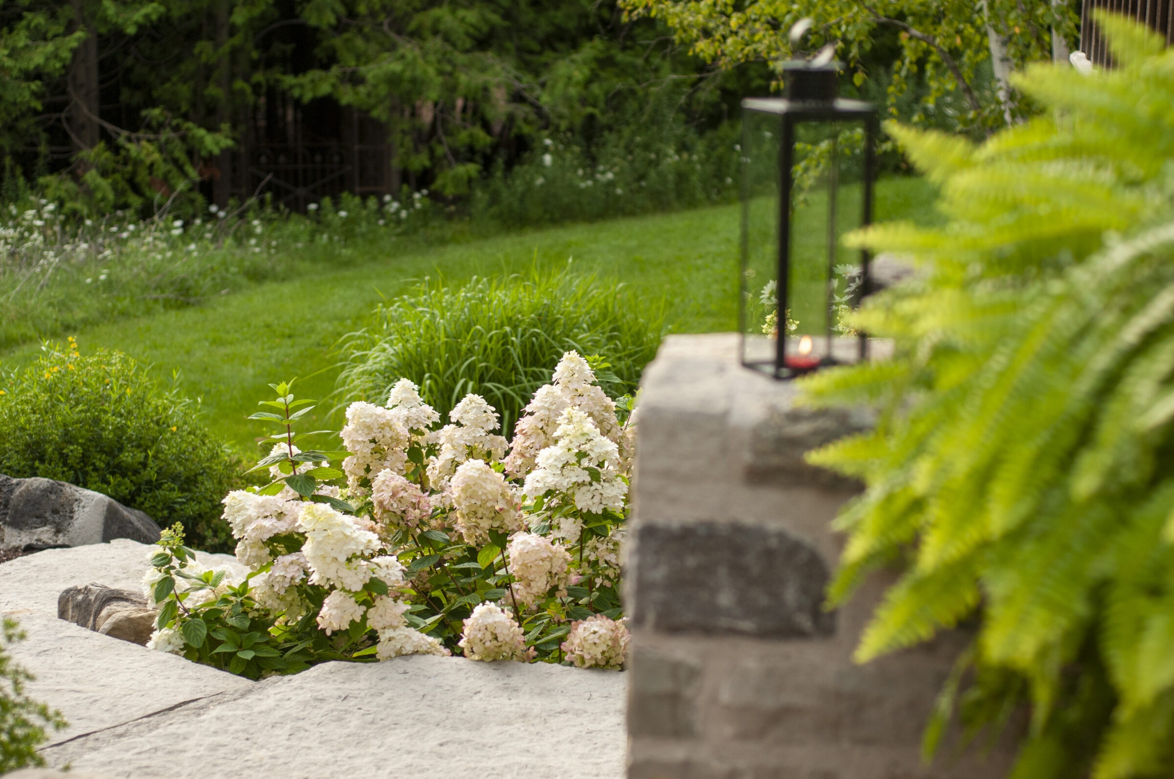 A lush garden features blooming hydrangeas, greenery, a stone pathway, and a lantern, creating a serene, natural setting under soft daylight.
