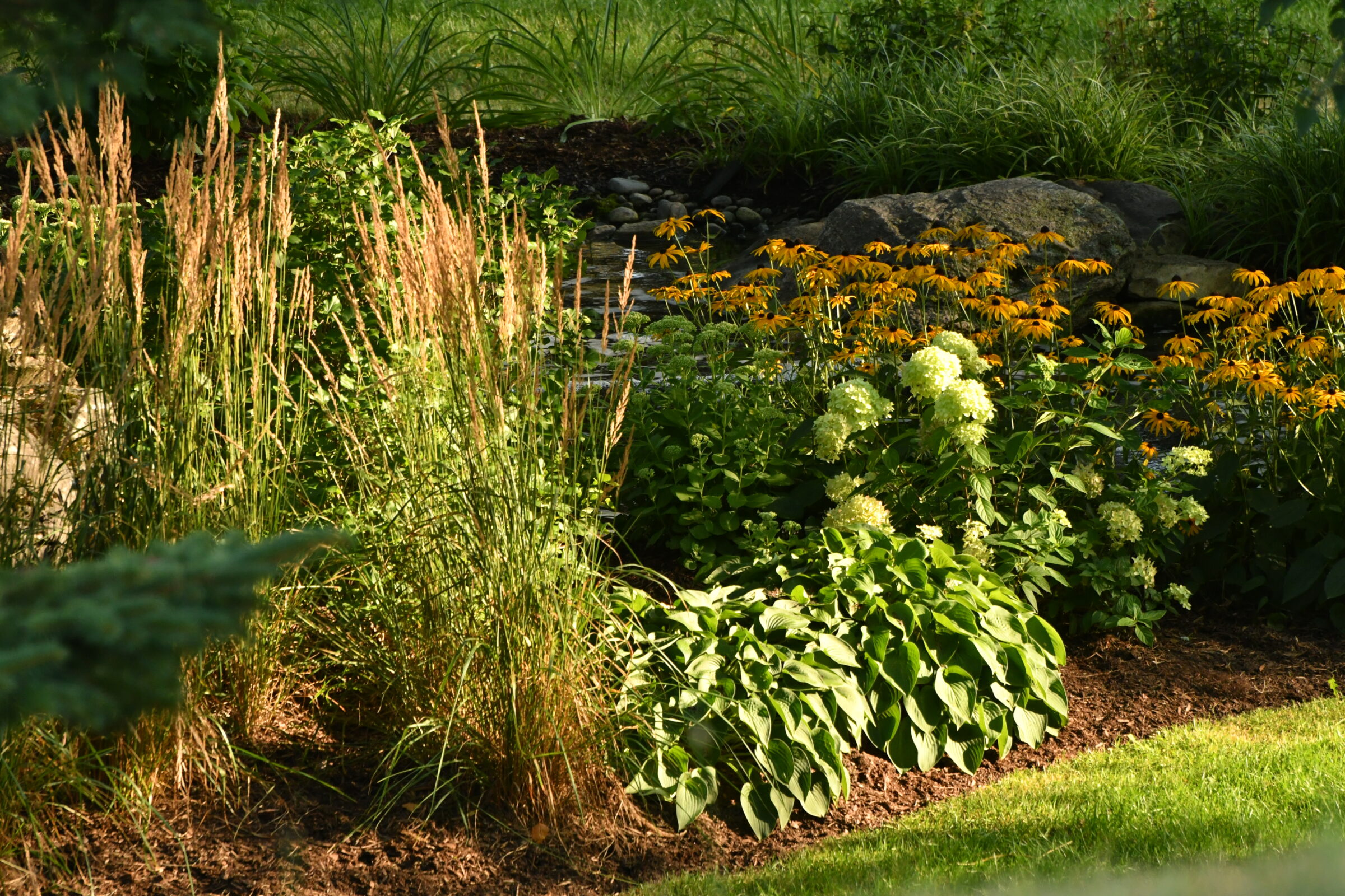 A lush garden showcases tall grasses, vibrant yellow flowers, and leafy green plants under the sun, with rocks and mulch in the background.