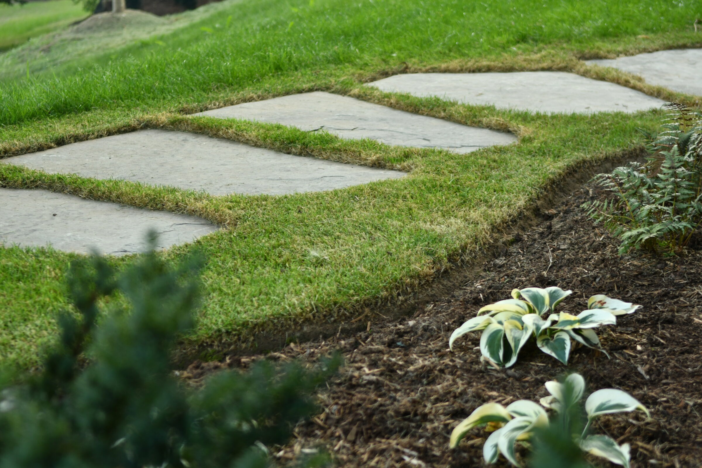 Stone pathway through green grass and mulch, bordered by small plants and foliage. Peaceful garden scene without identifiable landmarks.
