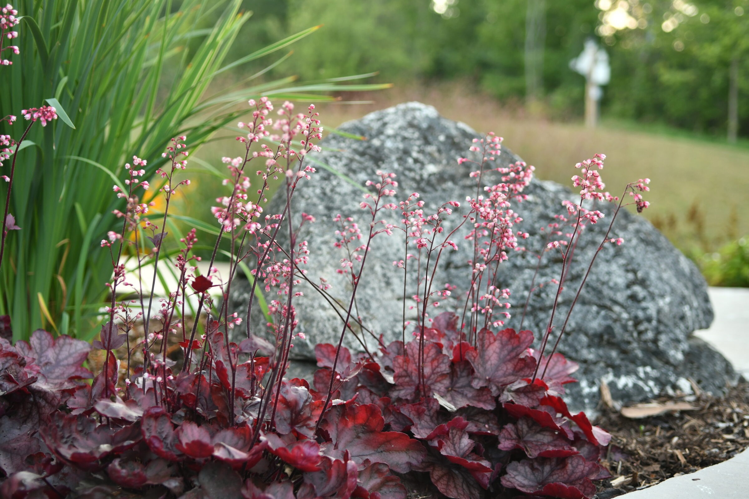 Pink-flowered plants with burgundy leaves in foreground, large rock backdrop, and lush green grass surrounded by trees in the background.
