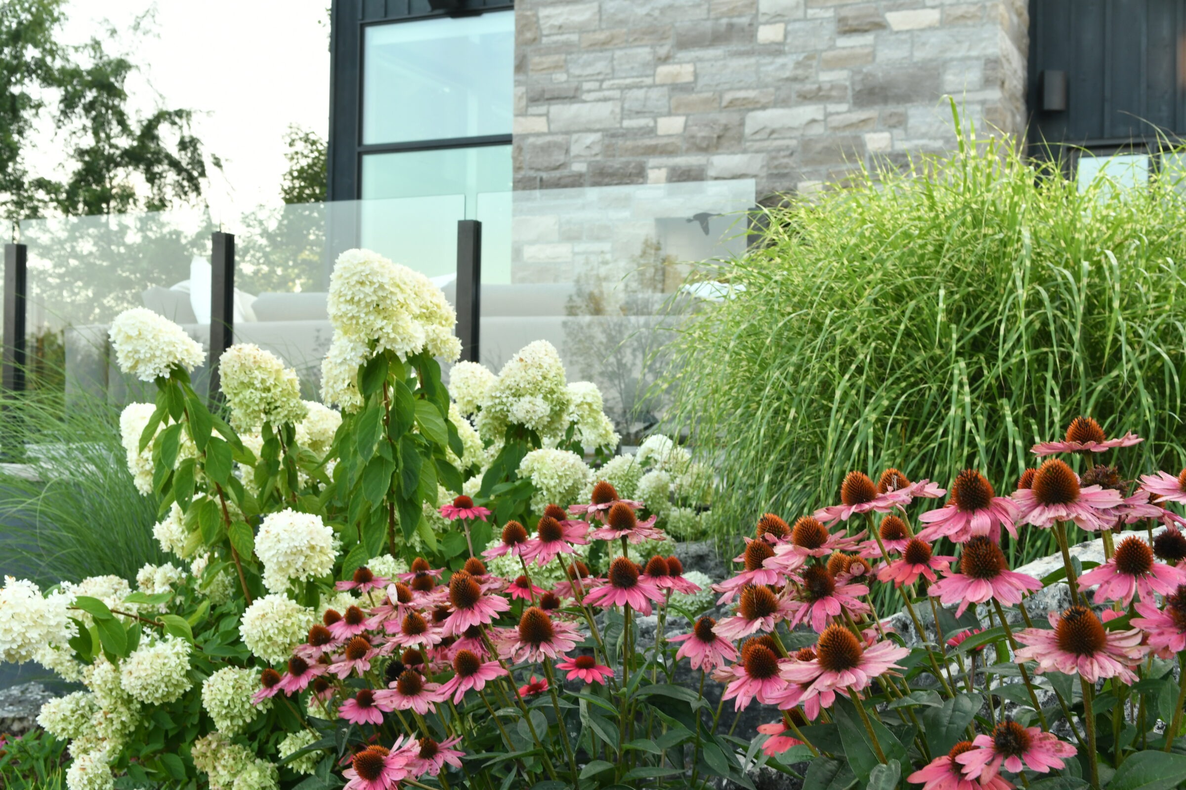 A modern home with a stone facade, surrounded by lush hydrangeas, pink coneflowers, and tall ornamental grasses in the garden.