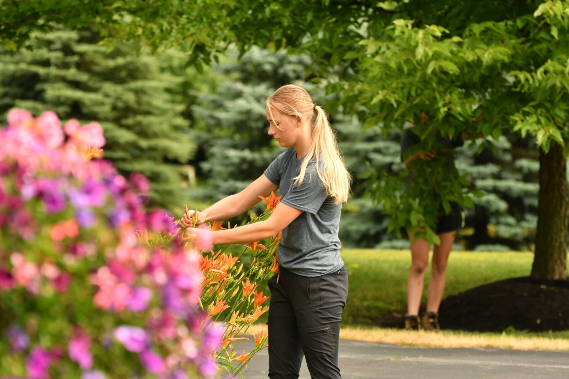 A person helping with landscaping in Orangeville and tending to some vibrant flowers.