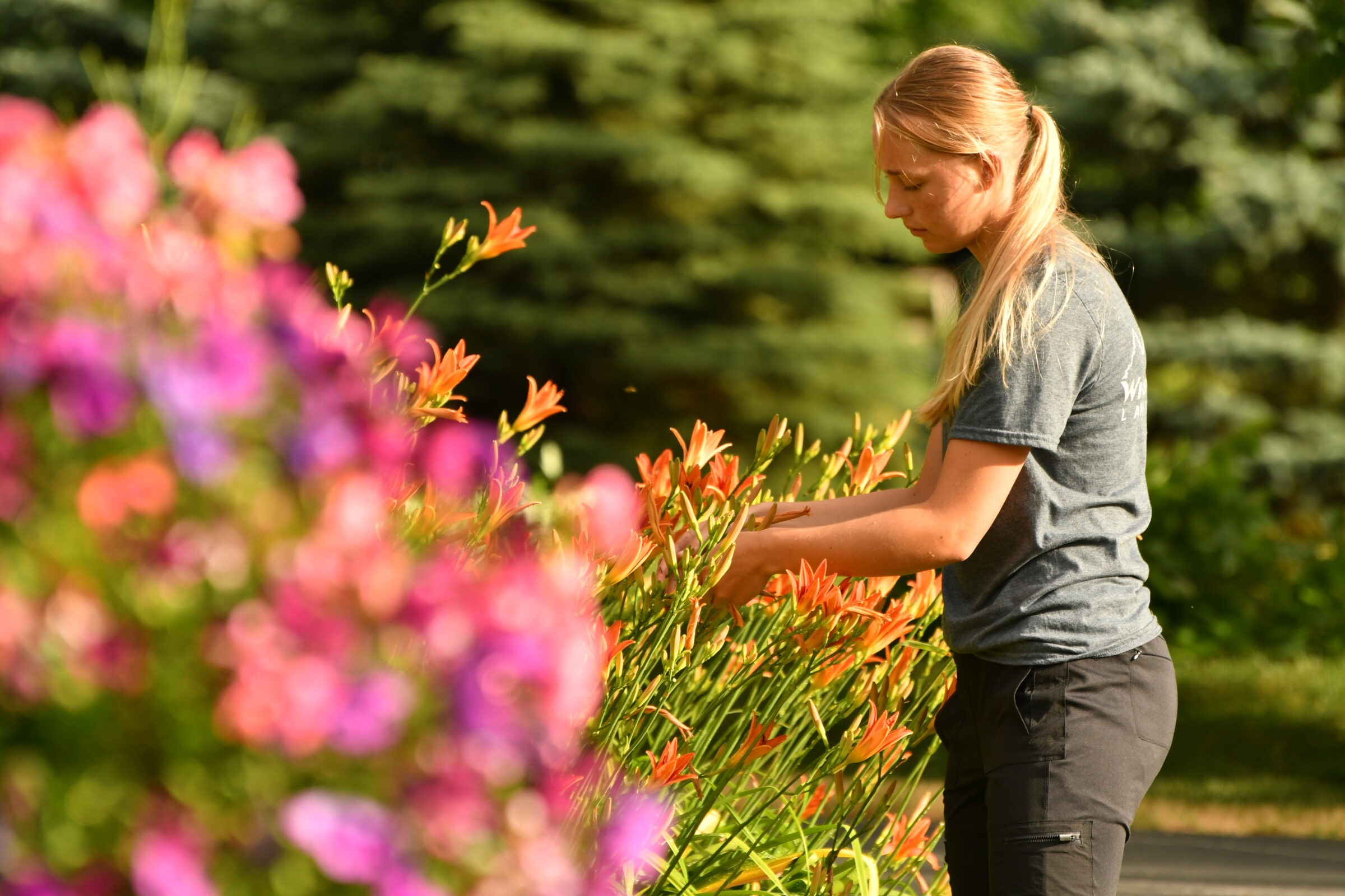 A person tends to bright orange daylilies in a vibrant green garden, surrounded by blurred pink and purple blooms.