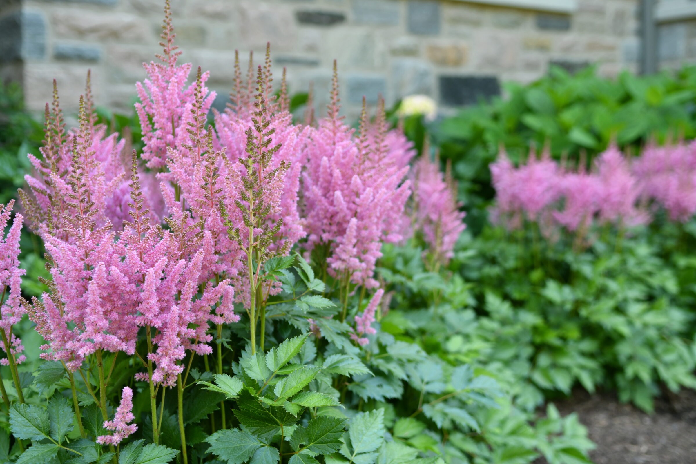 Vibrant pink astilbe flowers bloom beside stone building, surrounded by lush green foliage, creating a serene and colorful garden scene.