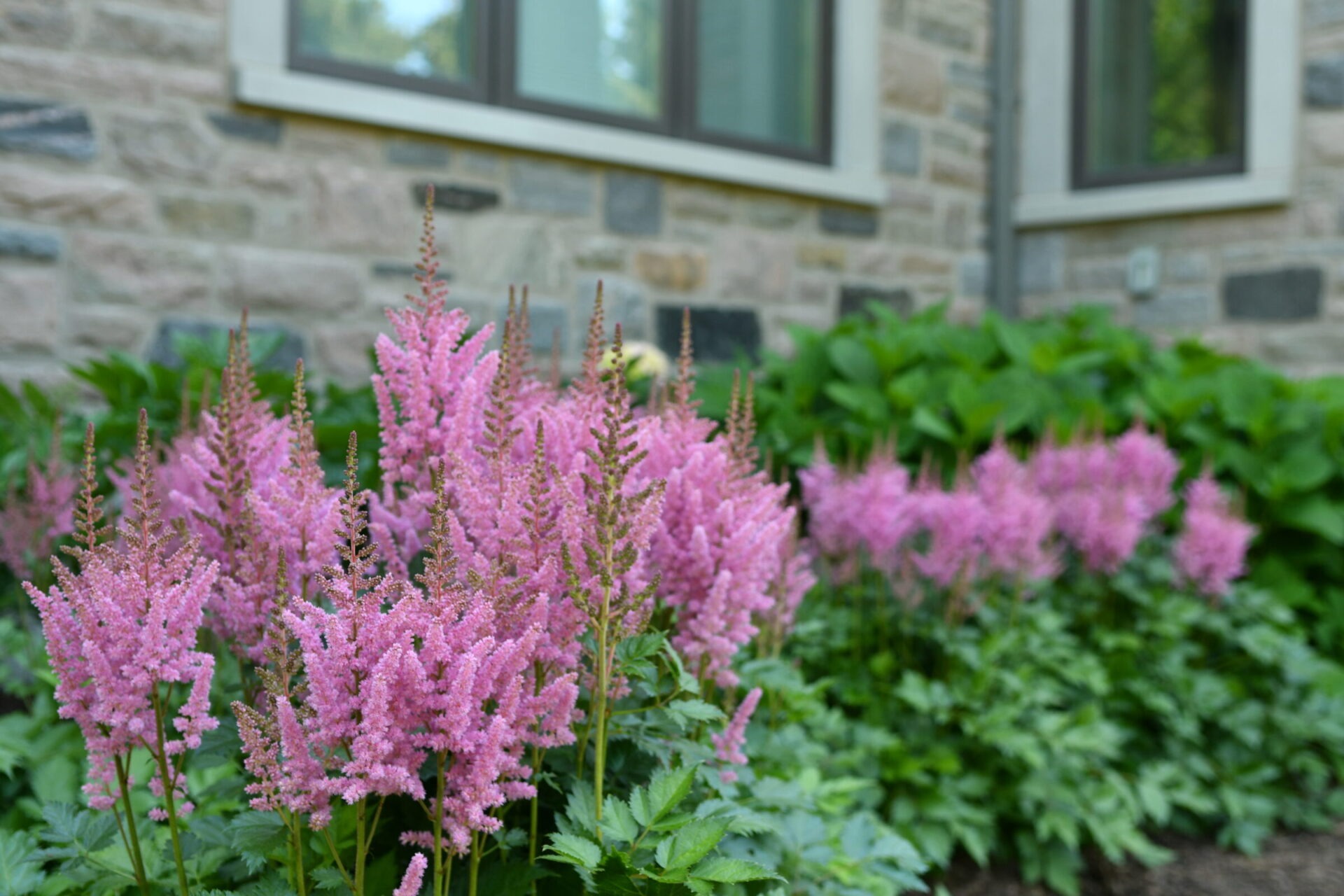 Pink astilbe flowers bloom vibrantly in a garden beside a stone building, creating a serene and colorful natural display.