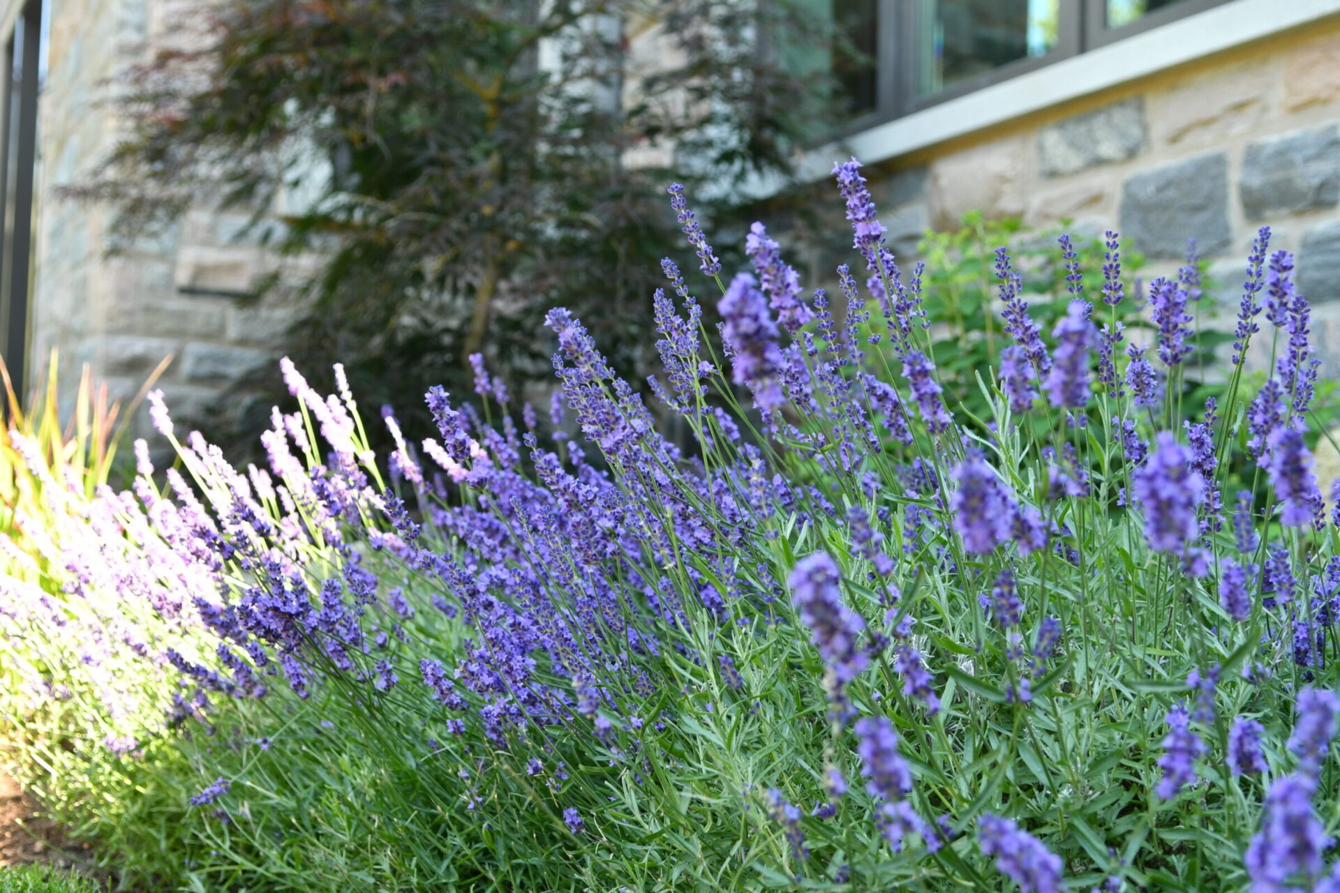 Vibrant purple flowers grow near a stone building with large windows. Sunlight highlights the foliage, creating a serene and colorful garden scene.