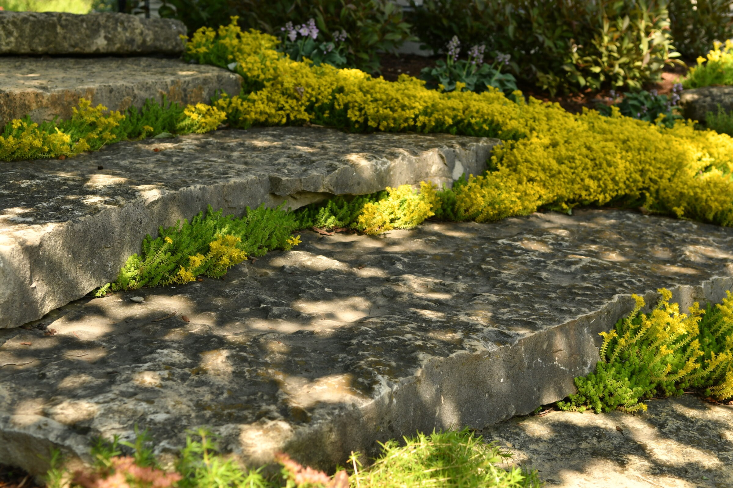 Stone steps adorned with vibrant yellow flowers and greenery in garden setting. Sunlight creates interesting shadows on textured stone surface.