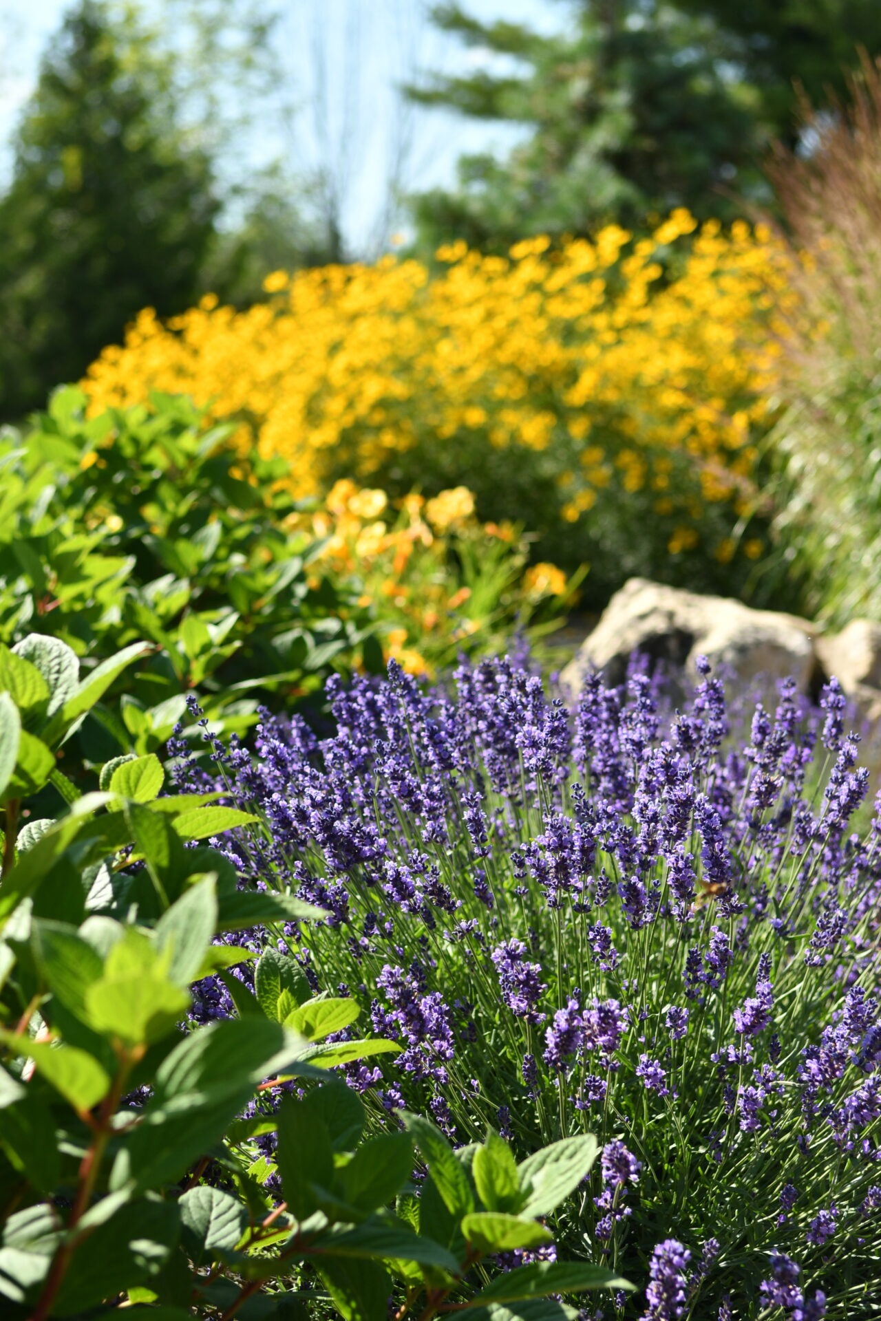 Vibrant garden with purple lavender, lush greenery, and bright yellow flowers under clear blue sky. Rocks add natural texture to the scene.