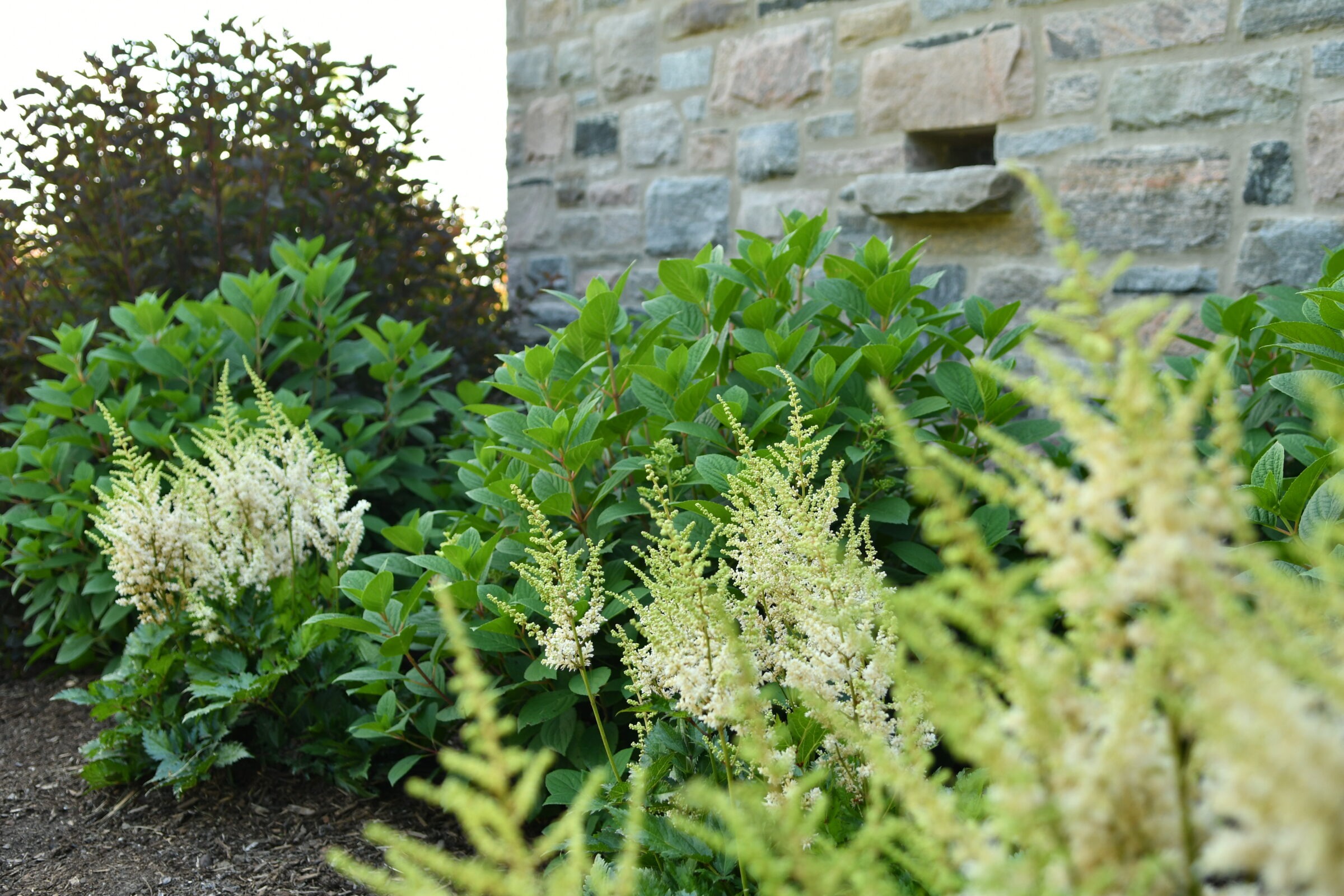 Lush garden with white astilbe plants by a stone wall, featuring vibrant green foliage and a serene atmosphere.
