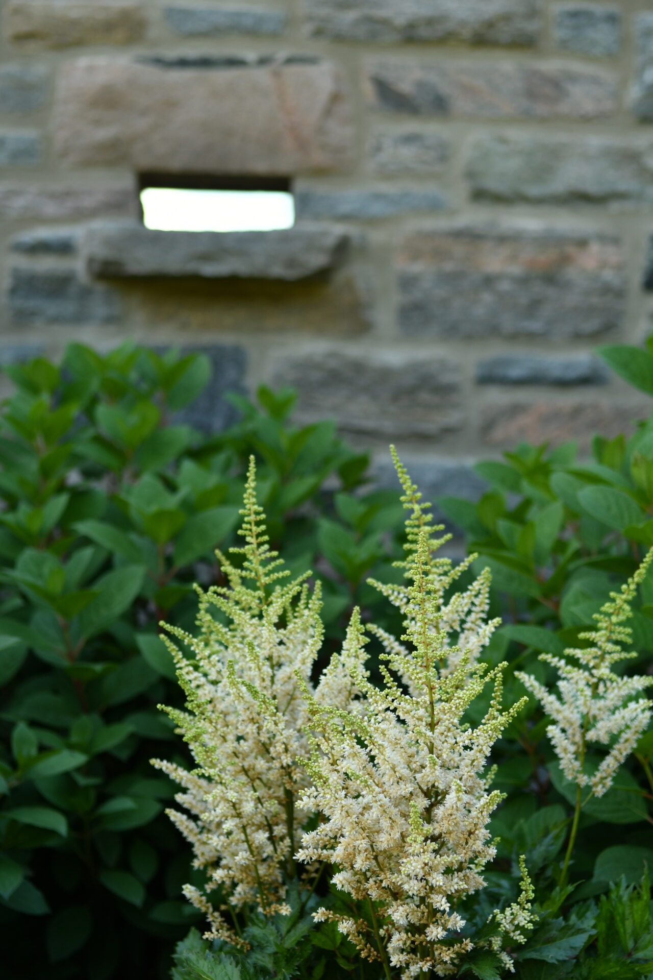 Lush white flowers bloom against a stone wall backdrop, featuring green foliage. A narrow rectangular opening punctuates the rustic masonry.