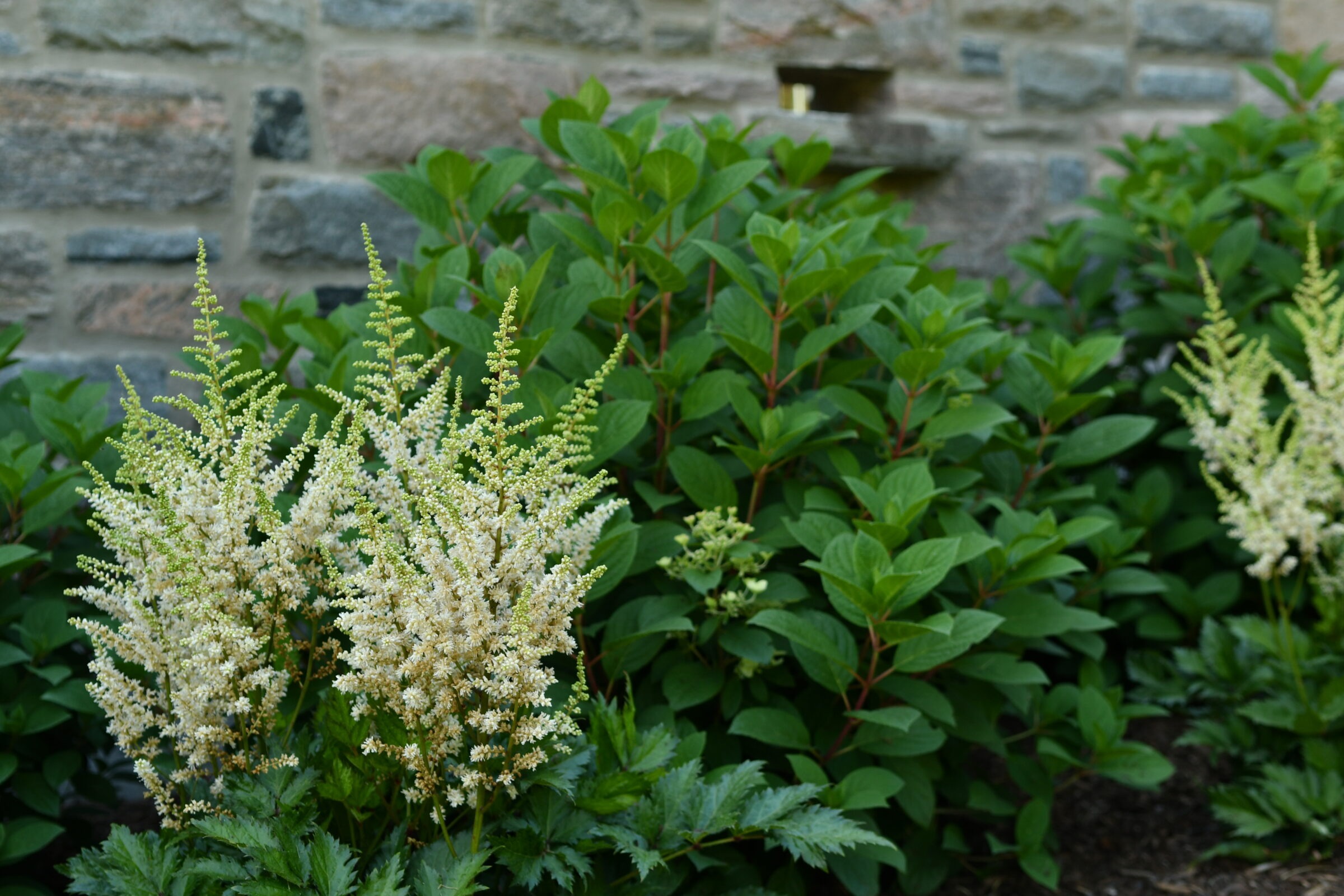 White flowers and lush green leaves are set against a stone wall, creating a serene and natural backdrop.