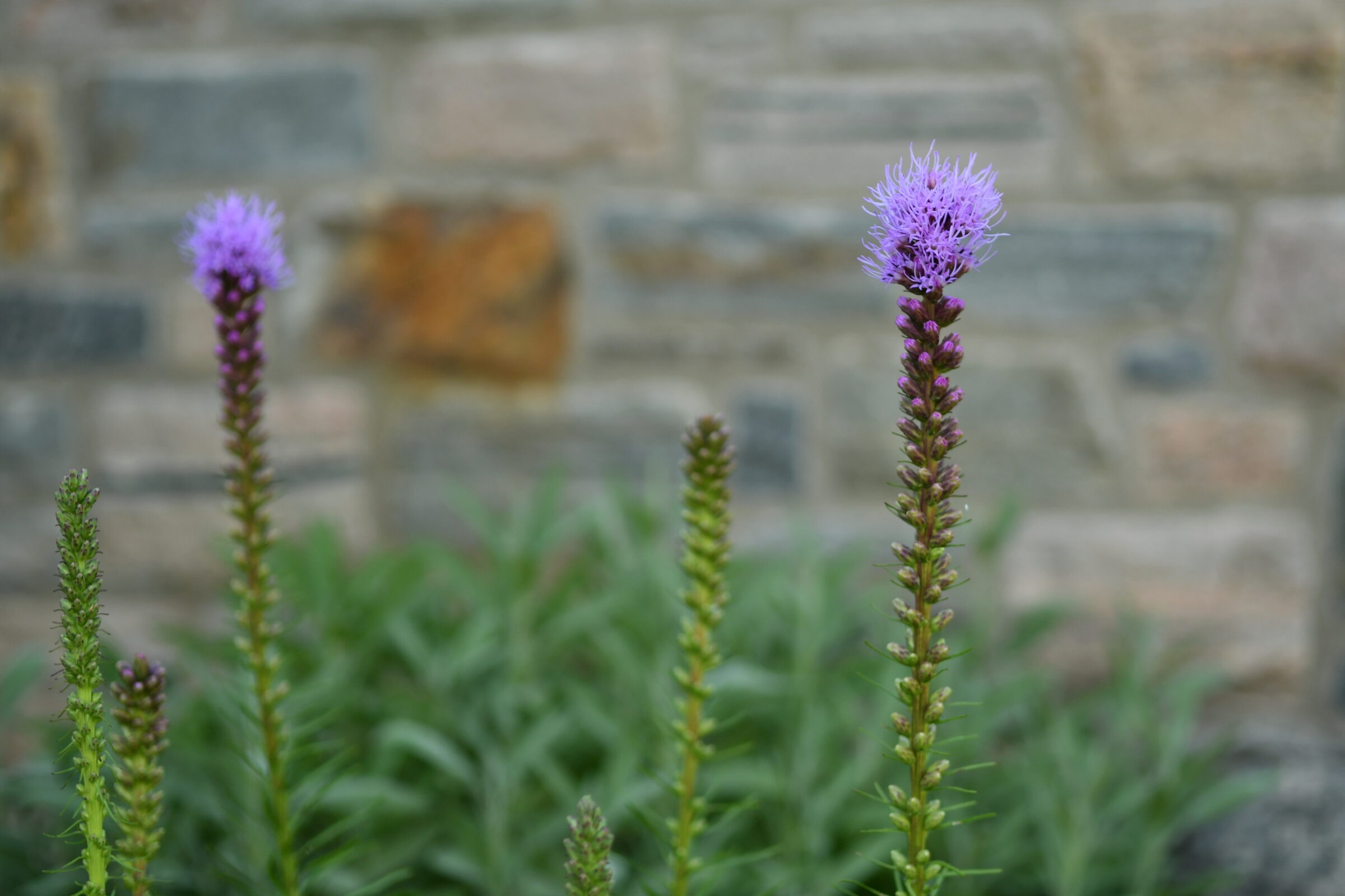 Purple flowers with feathery blooms in focus, set against a blurred stone wall background, creating a serene and natural scene.