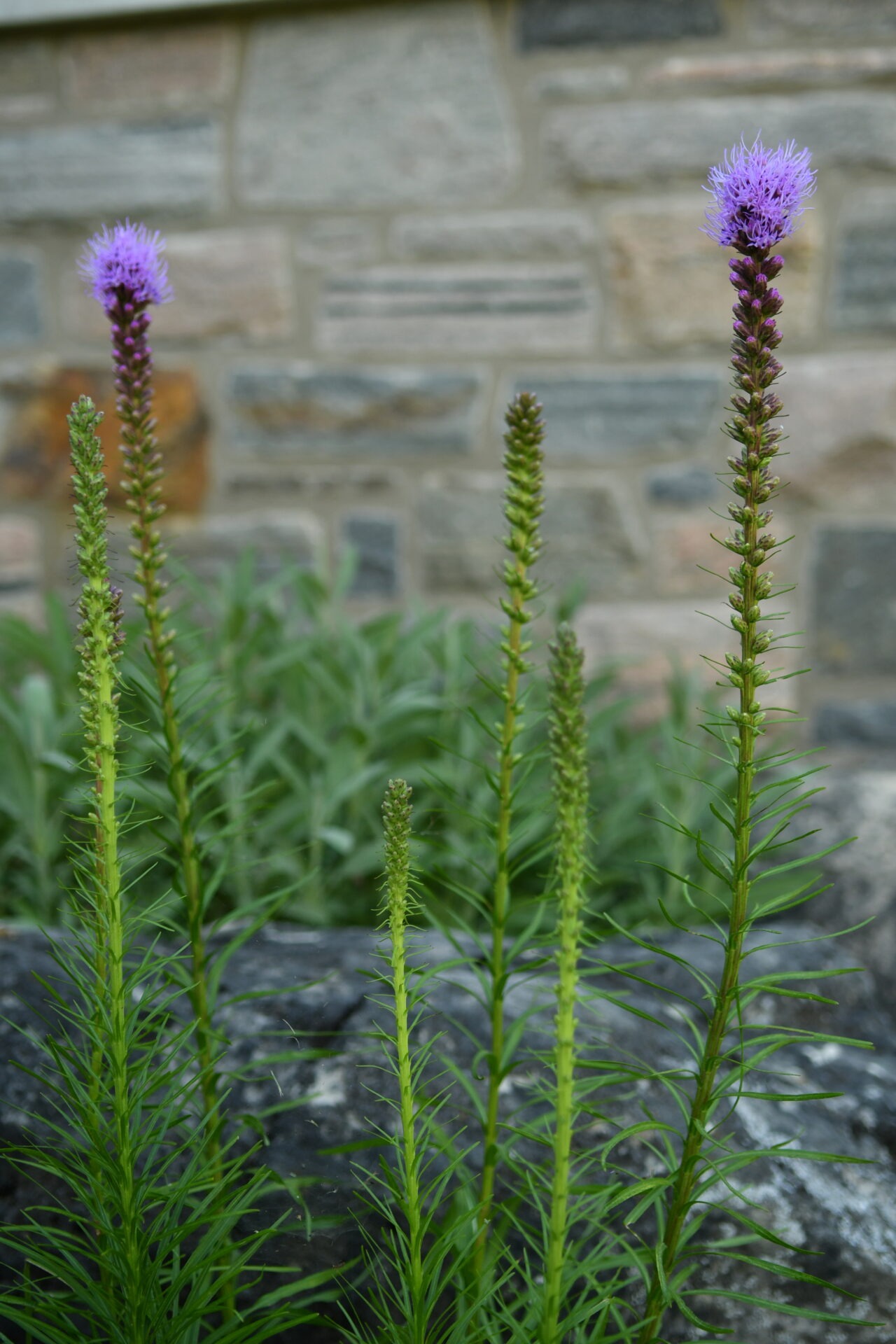 Tall, green plants with vibrant purple flowers against a stone wall; lush greenery surrounds them, creating a serene and natural setting.