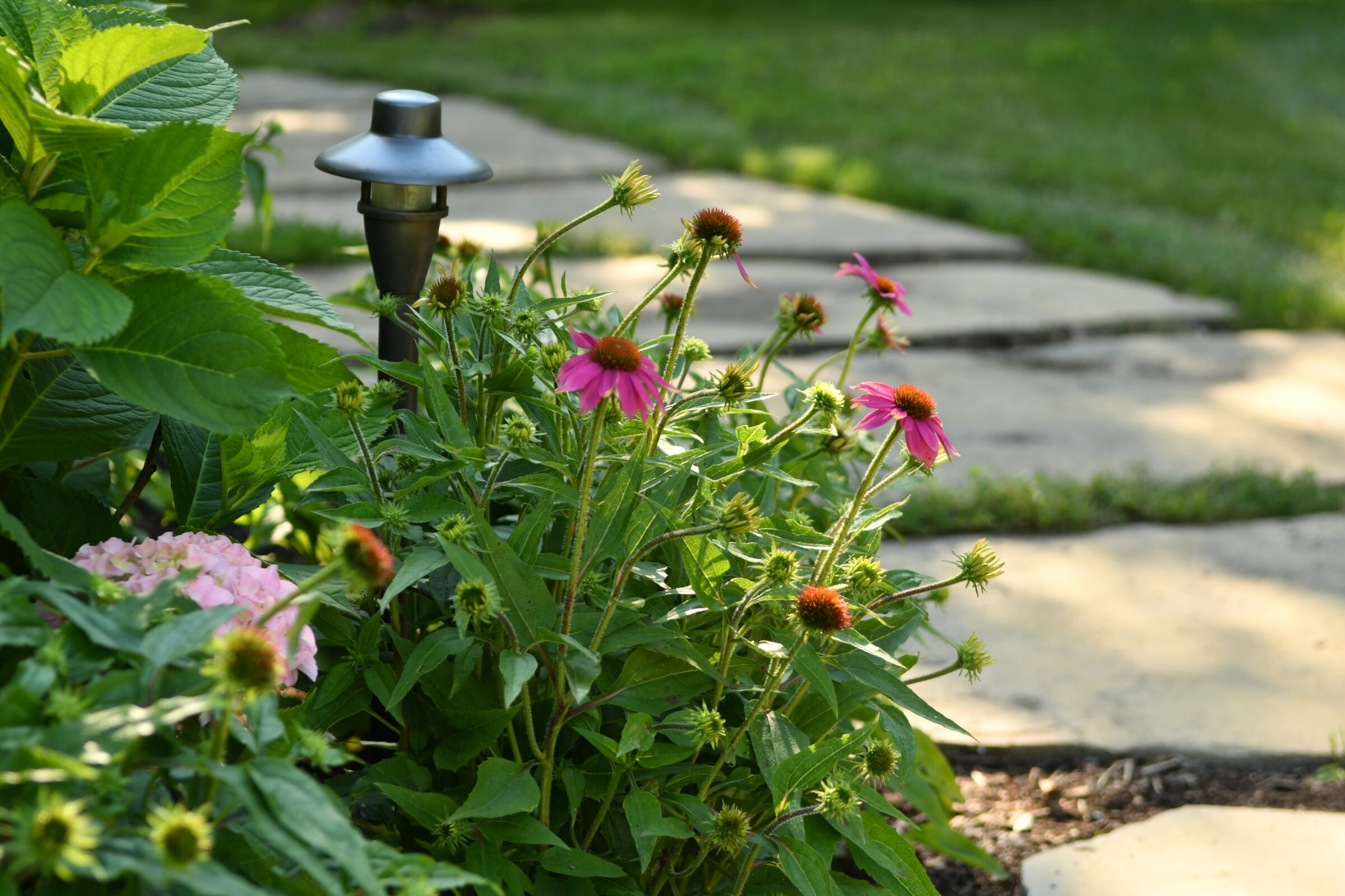 A garden scene with pink flowers and a lantern beside a stone pathway, surrounded by lush green foliage on a sunny day.