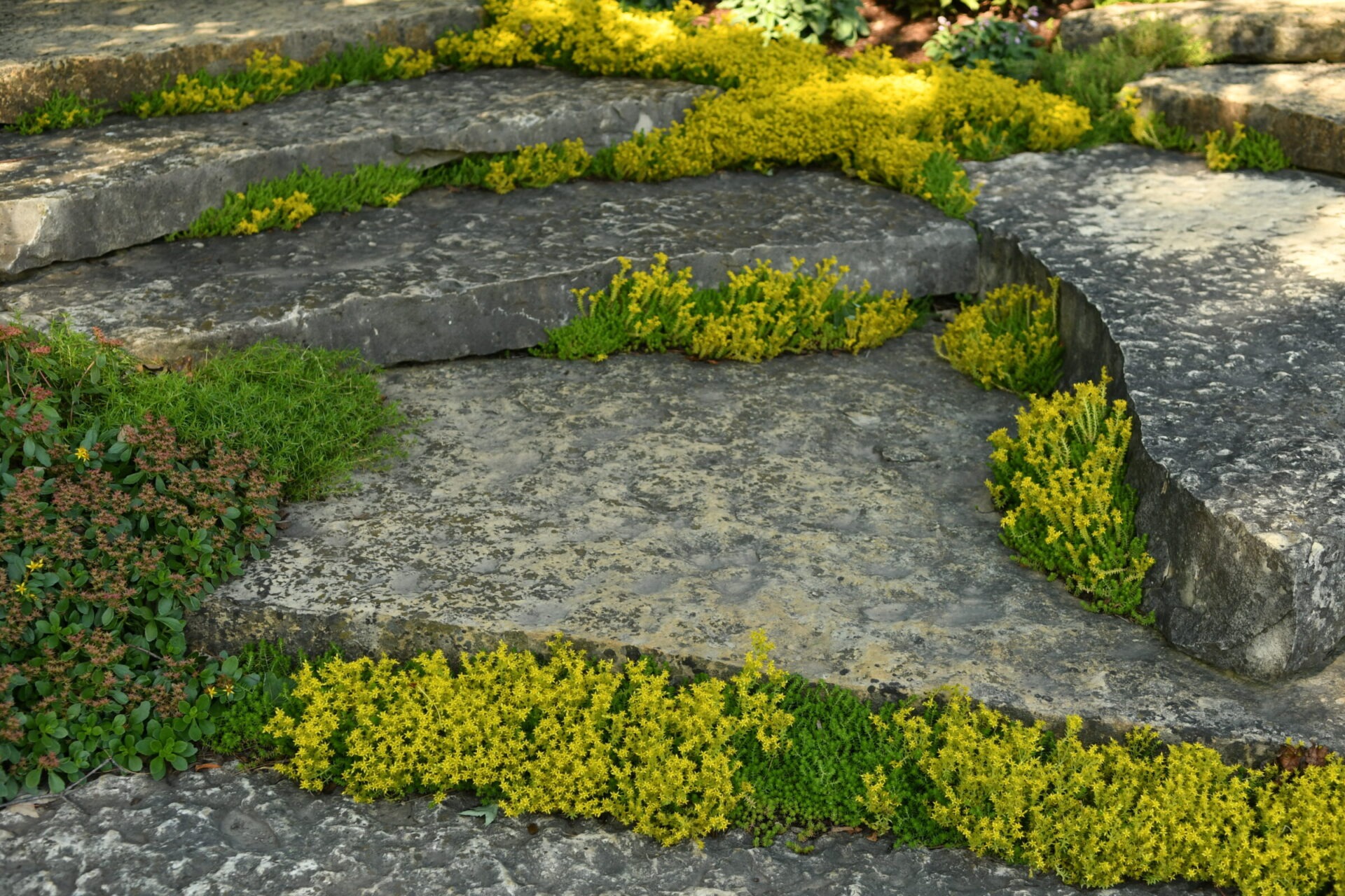 Stone steps with vibrant yellow and green plants nestled between them, creating a natural, textured garden path.