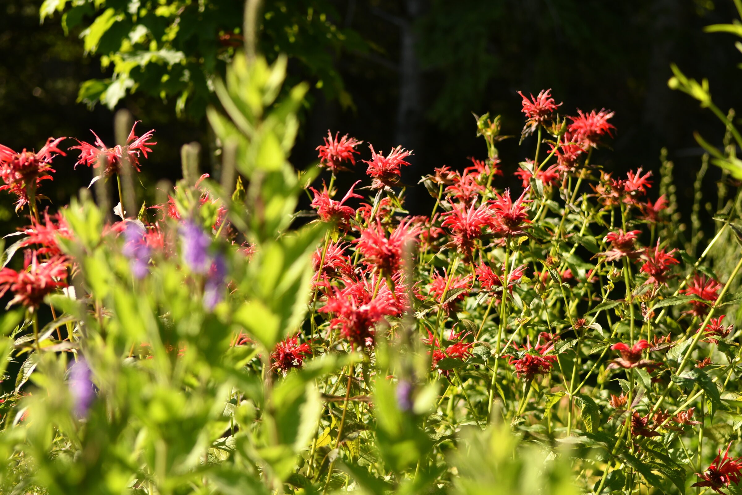 A vibrant garden scene showcases red and purple wildflowers, with lush green foliage under soft sunlight, creating a tranquil natural setting.