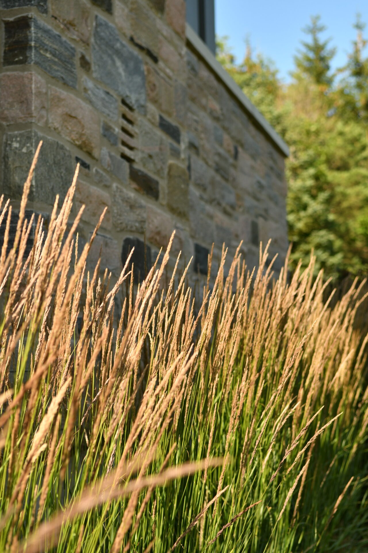 Tall grasses sway beside a stone building wall, with green trees in the background under a clear blue sky.