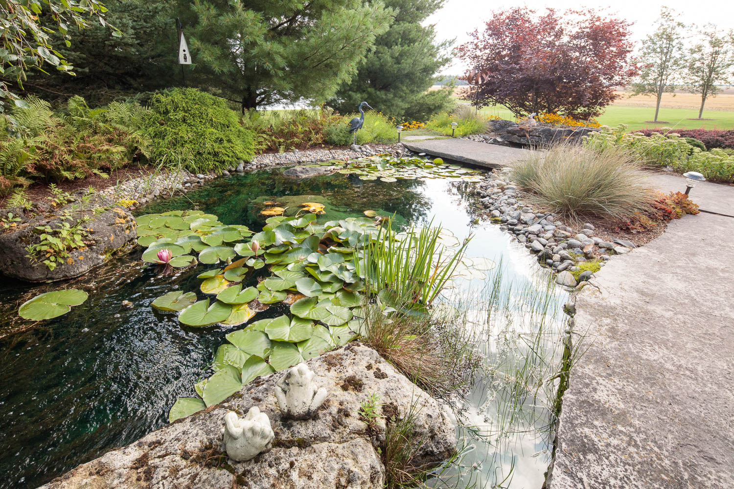 Tranquil garden pond with lily pads, decorative frog sculptures, lush greenery, and gravel pathway under overcast sky. A serene, natural setting.
