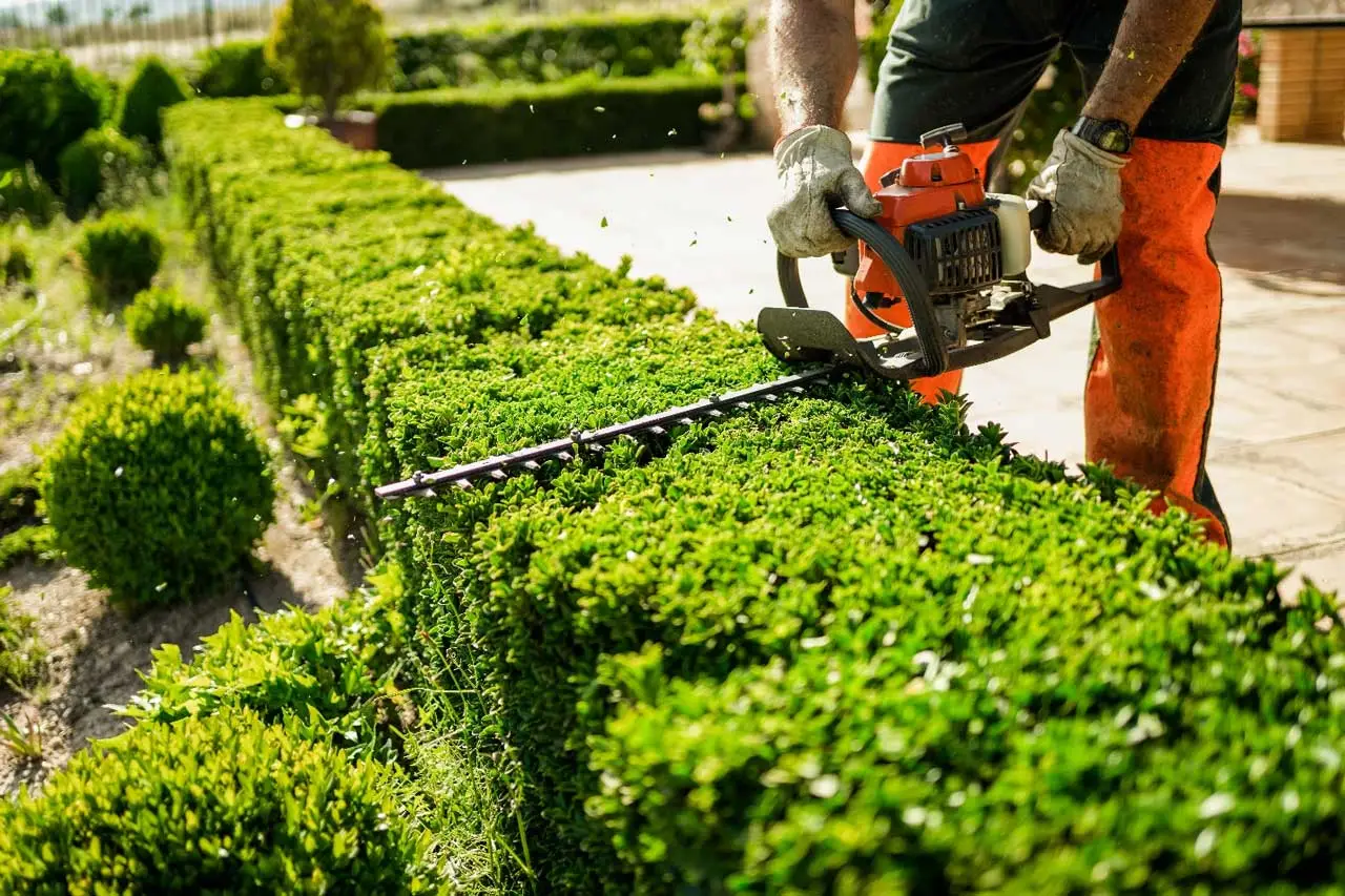 A person trims green hedges with a hedge trimmer in a landscaped garden, wearing gloves and protective gear.
