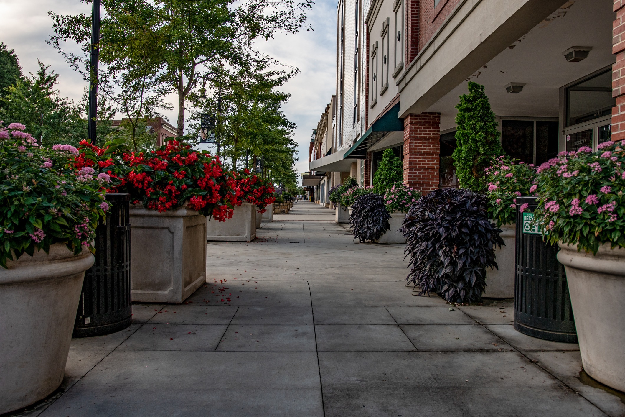 A quiet, tree-lined street with large potted flowers and brick buildings, creating a peaceful urban atmosphere. No recognizable landmarks are present.
