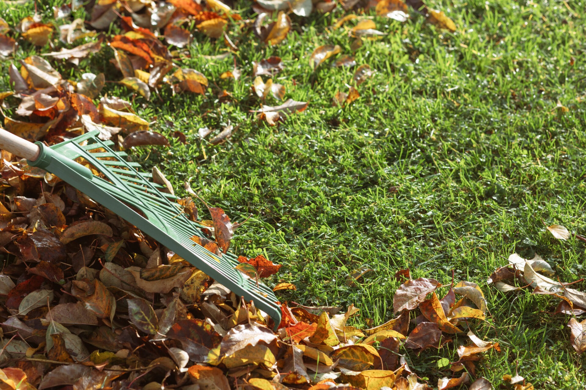 A rake on a grassy lawn gathers colorful autumn leaves, highlighting the seasonal transition with vibrant hues under sunlight.