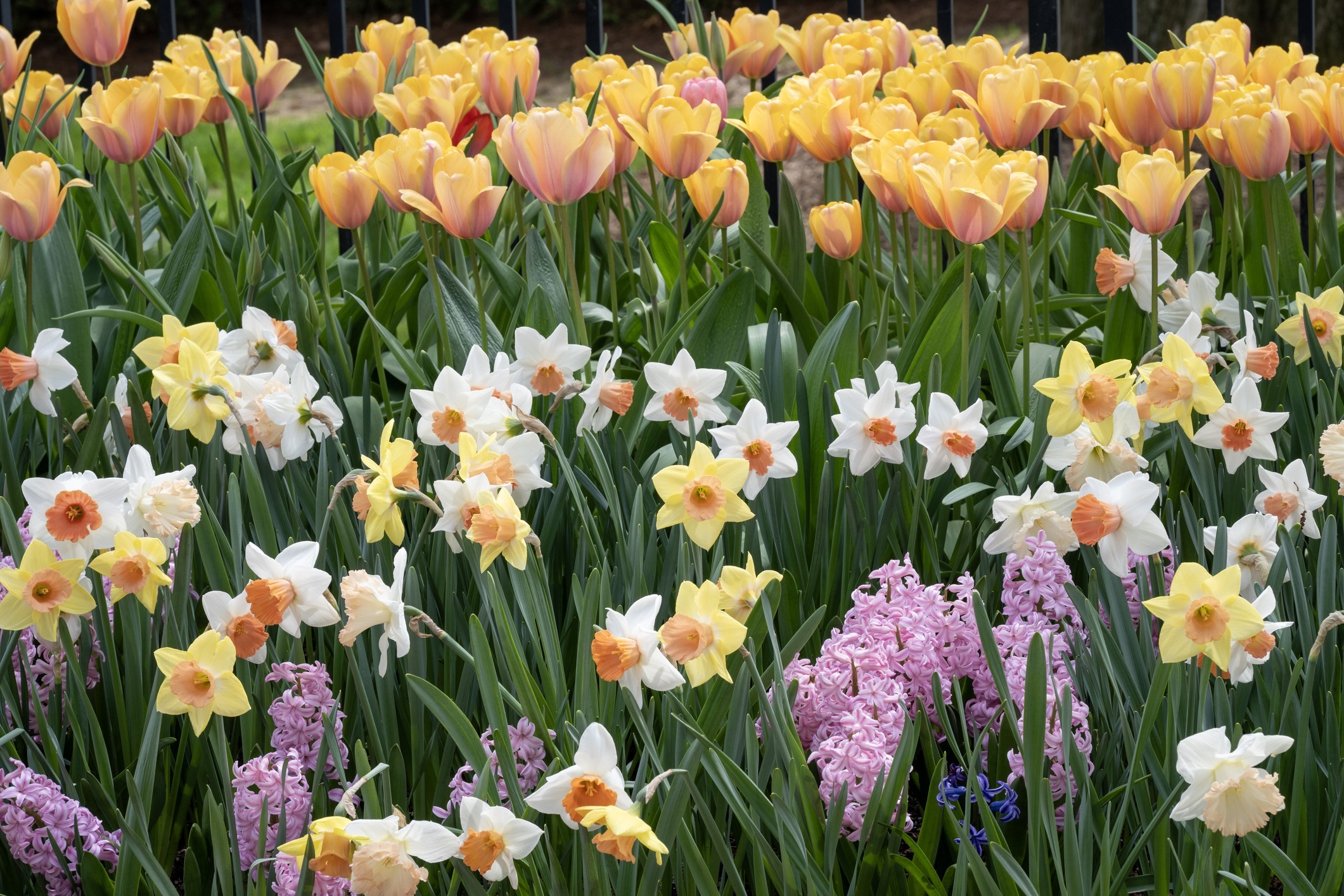 A vibrant garden filled with yellow tulips, white daffodils, and pink hyacinths, creating a colorful display of springtime blooms.