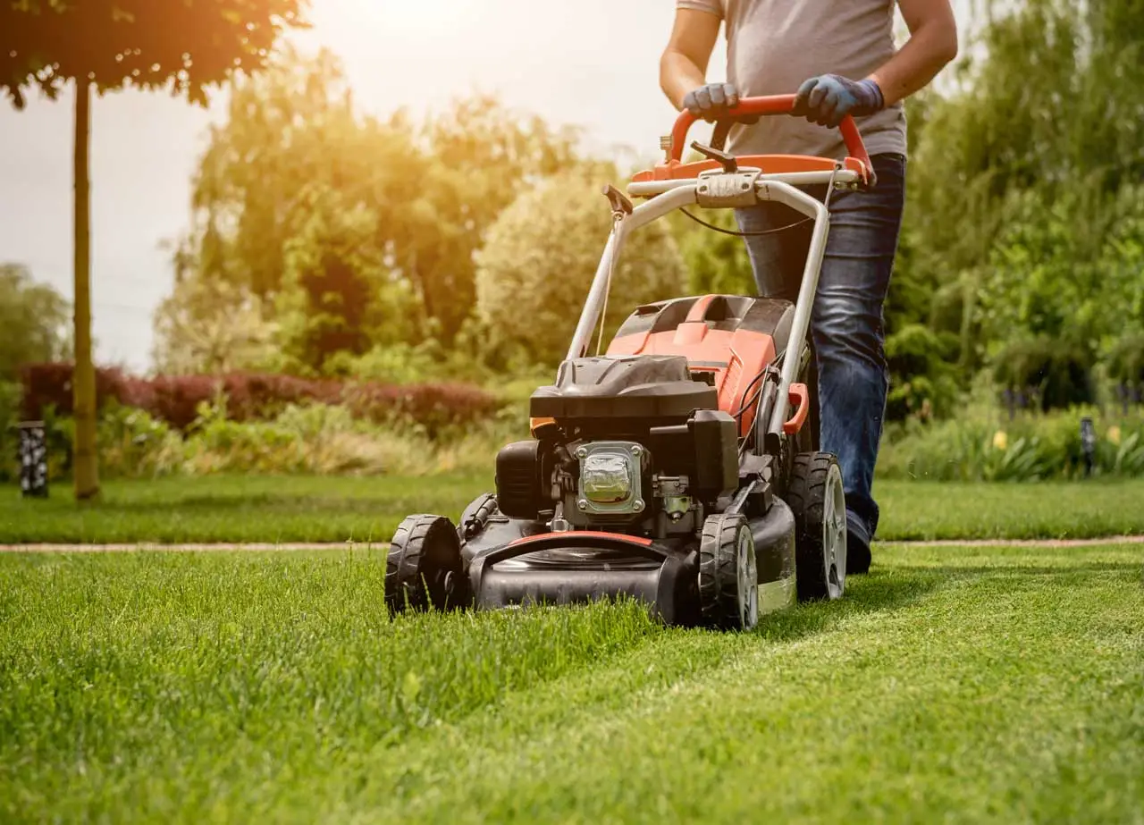 A person is using a lawn mower on a bright grassy area, surrounded by trees and bushes, under the warm sunlight.