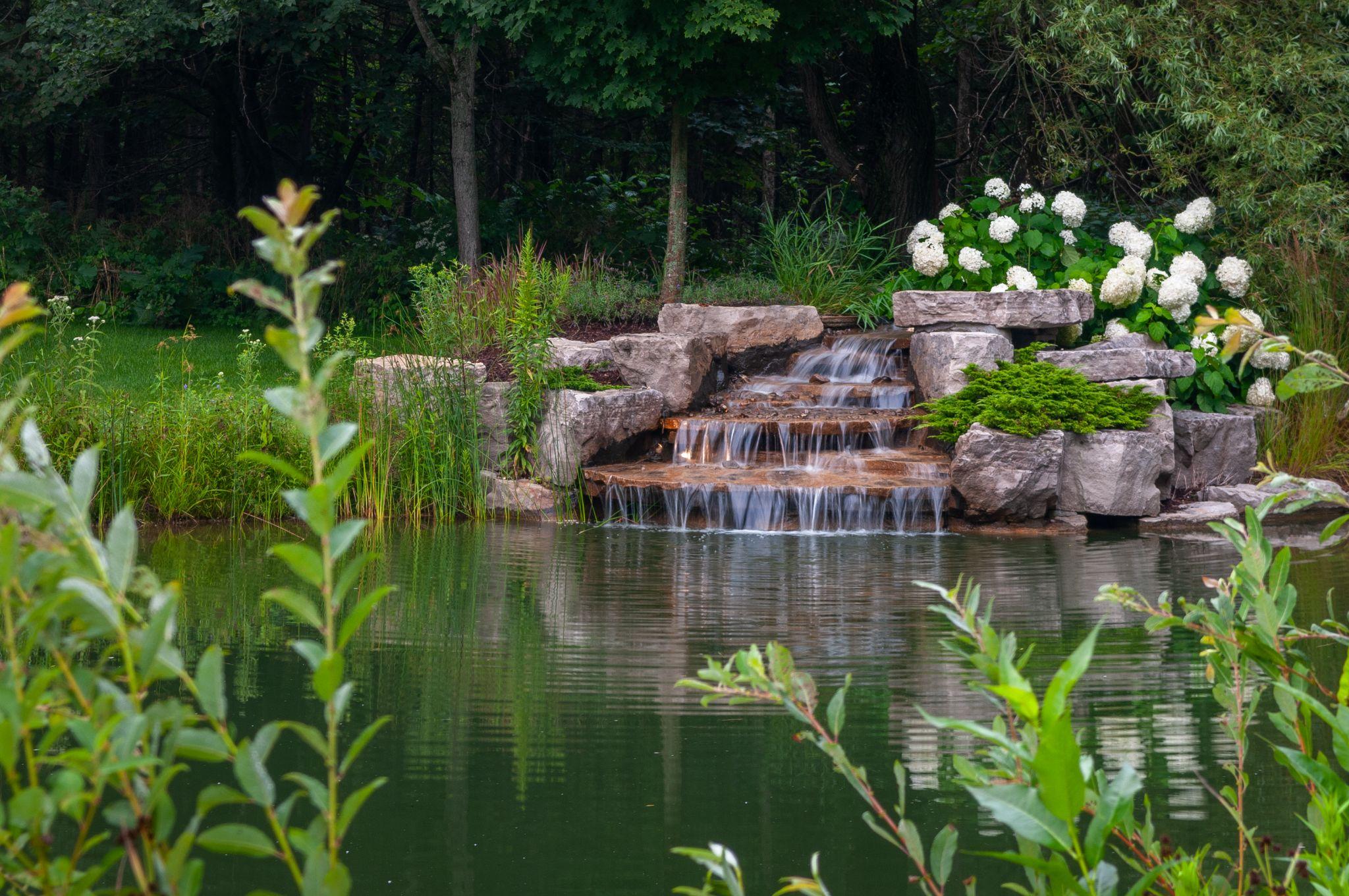 A tranquil pond surrounded by lush greenery, featuring a cascading waterfall over large stones, with vibrant white hydrangeas blooming nearby, creating a serene natural landscape.